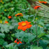 Mexican Sunflower Seeds | Tithonia rotundifolia, Ornamental Flower, Orange-Red Blooms, Sturdy Stems for Gardens