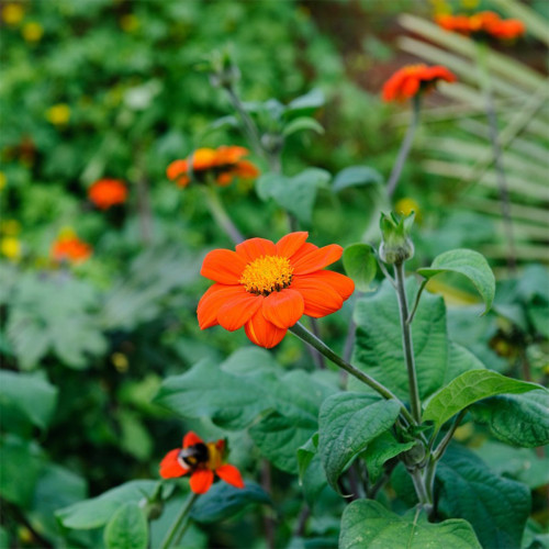 Mexican Sunflower Seeds | Tithonia rotundifolia, Ornamental Flower, Orange-Red Blooms, Sturdy Stems for Gardens