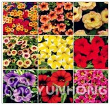 Mini Calibrchoa Million Bells Annual Flower Bonsai, Vary Colors