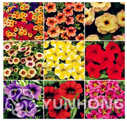 Mini Calibrchoa Million Bells Annual Flower Bonsai, Vary Colors