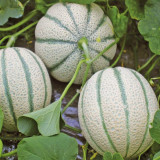 No.8 Red Cantaloupe Hybrid Seeds | Thick Red-Orange Flesh, Vigorous Compact Growth, Easy Cultivation, High Yield