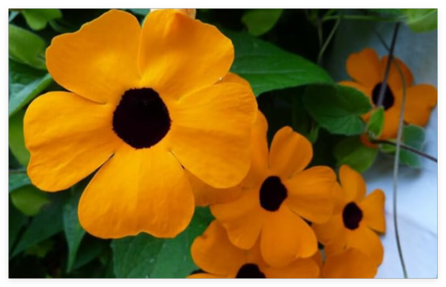Black Eyed Susan Vine Seeds