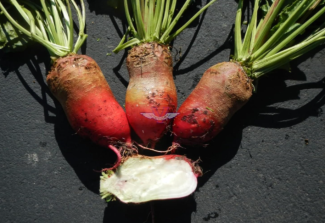Red Mammoth Fodder Beet Seeds, Non-GMO, Mammoth Mangold, Heirloom