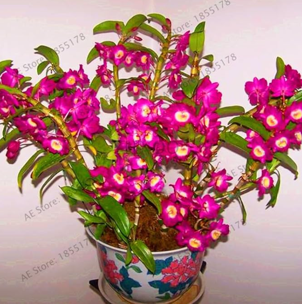 Dendrobium Orchid flower Seed,Ornamental Plant, Mini potted,mixed colors - (Color: 6)