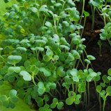Broccoli Sprouting Seeds – Tender & Crisp, Mild Radish Pungency, High in Sulforaphane, for Salads or Stir-Fry