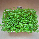 Broccoli Sprouting Seeds – Tender & Crisp, Mild Radish Pungency, High in Sulforaphane, for Salads or Stir-Fry
