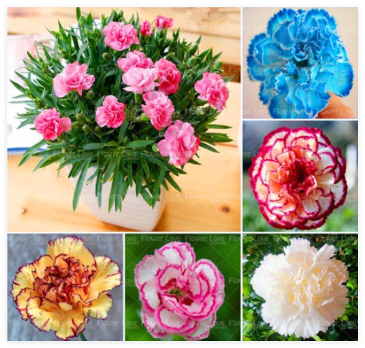 Carnation Seed Plants Family Balcony Four Seasons Potted Plants (Color: 4)
