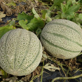 No.8 Red Cantaloupe Hybrid Seeds | Thick Red-Orange Flesh, Vigorous Compact Growth, Easy Cultivation, High Yield