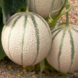 No.8 Red Cantaloupe Hybrid Seeds | Thick Red-Orange Flesh, Vigorous Compact Growth, Easy Cultivation, High Yield