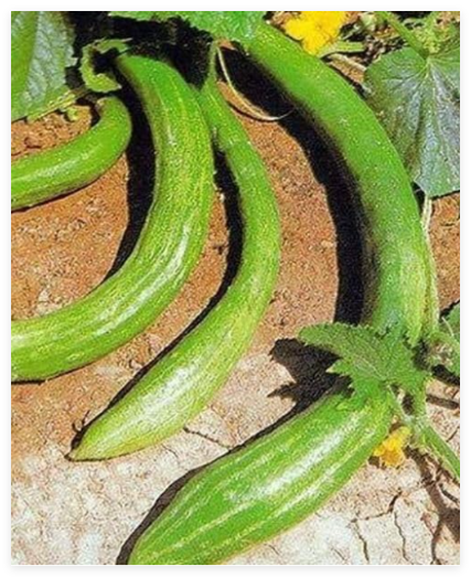 Long China Burpless Cucumber Seeds