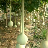 Long Handle Gourd Seeds – Long-Handle Ornamental Variety, Sun-Loving, Easy to Grow, Unique Appearance, Versatile Use