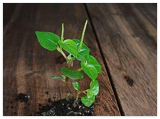 Crab Claw Seeds, Hạt Giống rau càng cua,peperomia pellucida
