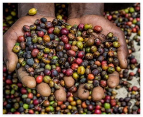 Ugandan Kaweri Robusta Coffee Bean Tree Seeds