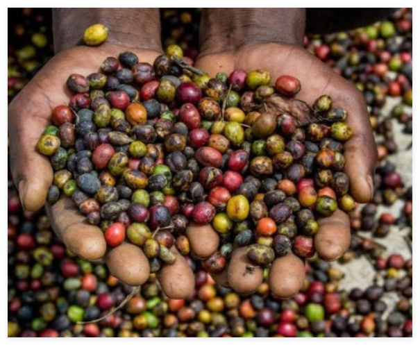 Ugandan Kaweri Robusta Coffee Bean Tree Seeds