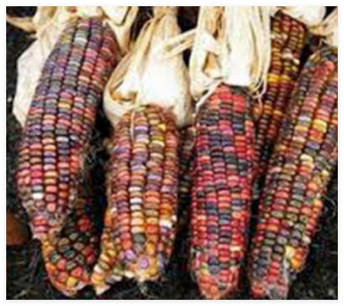 Corn Seed, Rainbow,Ornamental, Indian, Heirloom 100+ Seeds, Multicolor
