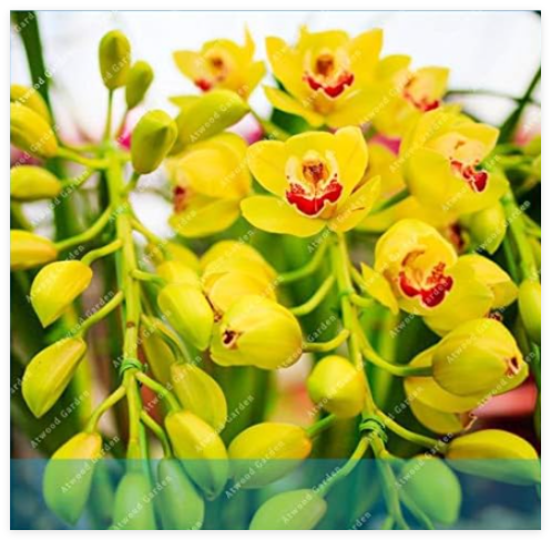 Cymbidium Orchid Cymbidium Plant Seed Flower Natural Growth Plant for Home Garden