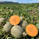 No.8 Red Cantaloupe Hybrid Seeds | Thick Red-Orange Flesh, Vigorous Compact Growth, Easy Cultivation, High Yield