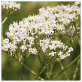 Valerian Seeds Heirloom, Organic, Non GMO