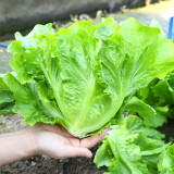 Italian Lettuce Seeds – Semi-Heading, Compact, Fast Growing, Long Harvest, Crisp & Sweet