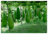 Big Bottle Gourd Seeds || Hillary Bangladeshi Lau Seeds || Deshi Lau Seeds