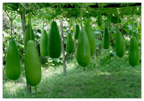 Big Bottle Gourd Seeds || Hillary Bangladeshi Lau Seeds || Deshi Lau Seeds