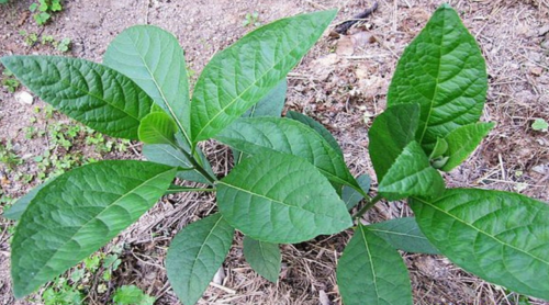 Bitter Leaf Fresh viable Stems for Planting.