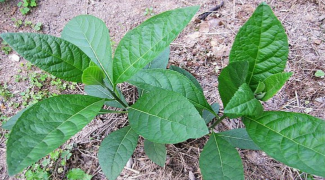 Bitter Leaf Fresh viable Stems for Planting.