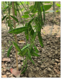 Kerala MS-7 Seem Seeds || 10 Kerala Non-GMO HYV Hyacinth Bean Seeds