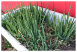 Perennial Egyptian Walking Onions Mature Plants Hardy Bulbs
