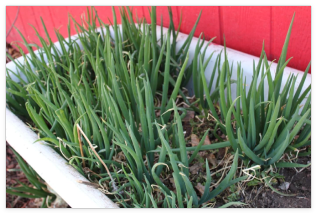 Perennial Egyptian Walking Onions Mature Plants Hardy Bulbs