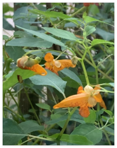 Hummingbird Favs! Impatiens TouchMeNot Orange Jewelweed NativeOrganic