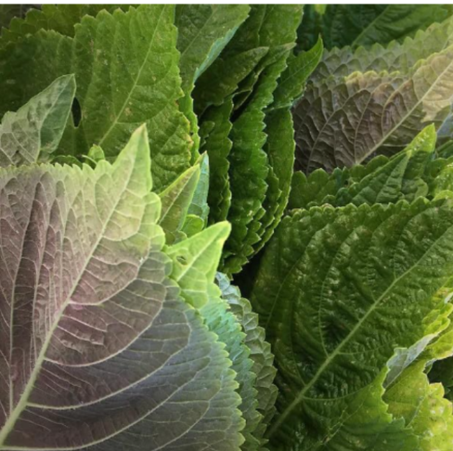 Korean Perilla (Shiso) Seeds Kaennip Sesame Beefsteak Leaf