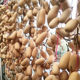 'Little Winter Melon' Gourd Seeds – Easy to Grow, Highly Adaptable, Sun-Loving, Perfect for Beginners