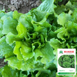 Italian Lettuce Seeds – Semi-Heading, Compact, Fast Growing, Long Harvest, Crisp & Sweet