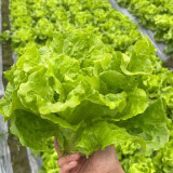Italian Lettuce Seeds – Semi-Heading, Compact, Fast Growing, Long Harvest, Crisp & Sweet