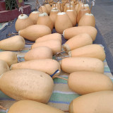 'Large Winter Melon' Gourd Seeds – Easy to Grow, Simple Maintenance, Versatile Use, Perfect for Courtyard Planting