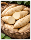 White Sweet Potato Slips for Planting | Creamy White Flesh Variety