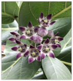 Fresh Calotropis Procera Seeds Crown Flower Giant Purple Milkweed Monarch