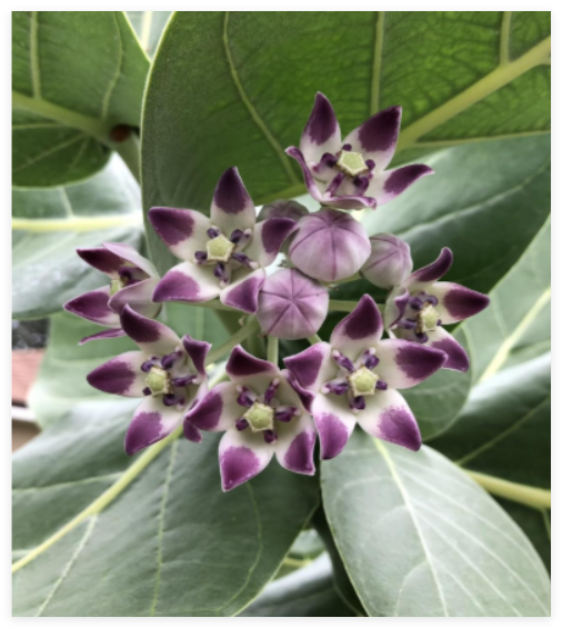 Fresh Calotropis Procera Seeds Crown Flower Giant Purple Milkweed Monarch