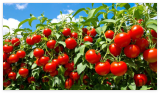 Jet Star Tomatoes Organically Seeds