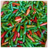 Seeds Bird’s Eye Chili Pepper Siling LABUYO Non GMO