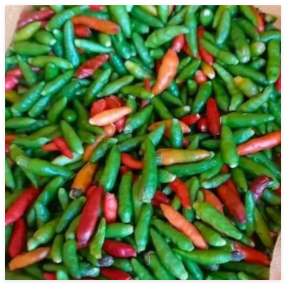 Seeds Bird’s Eye Chili Pepper Siling LABUYO Non GMO