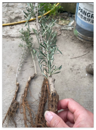 Yunqi New National Approved Hybrid Black Wolfberry Grafted Seedlings