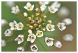 Shepherd S Purse (Capsella Bursa-Pastoris) Seeds