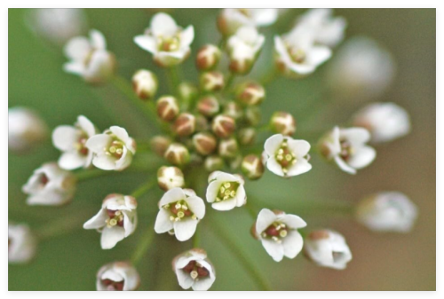 Shepherd S Purse (Capsella Bursa-Pastoris) Seeds
