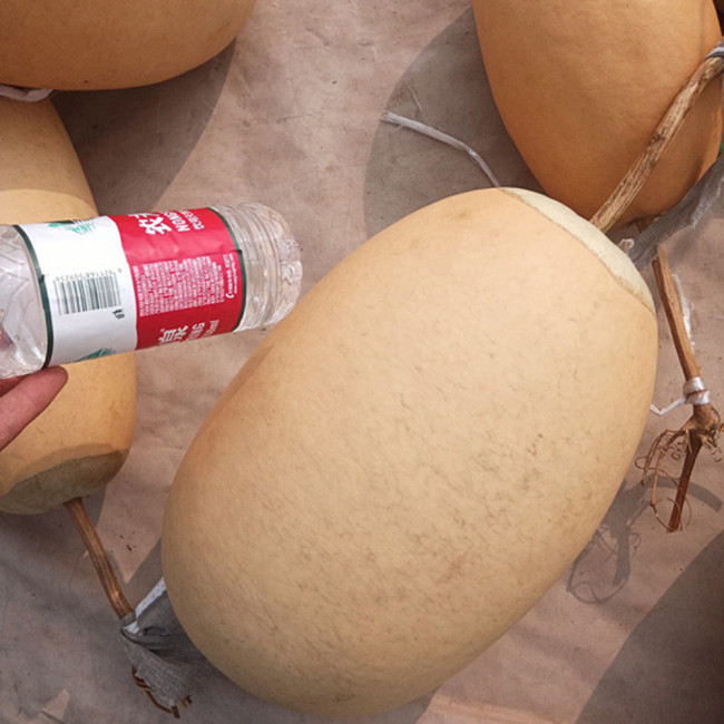 'Large Winter Melon' Gourd Seeds – Easy to Grow, Simple Maintenance, Versatile Use, Perfect for Courtyard Planting
