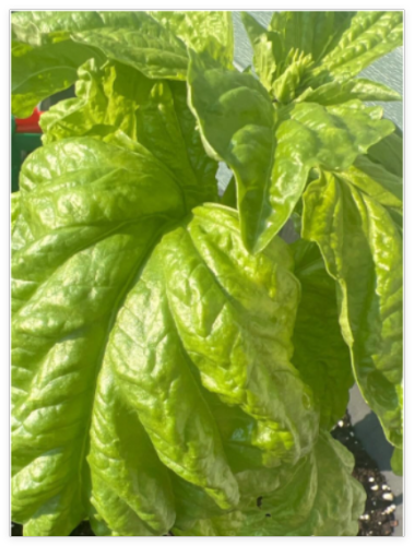Lettuce Leaf Basil Seeds