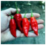 Seeds Aji Limo hot Pepper Garden Planting Spicy Food