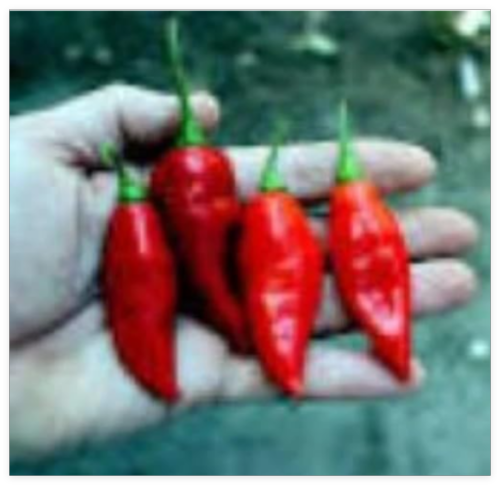 Seeds Aji Limo hot Pepper Garden Planting Spicy Food