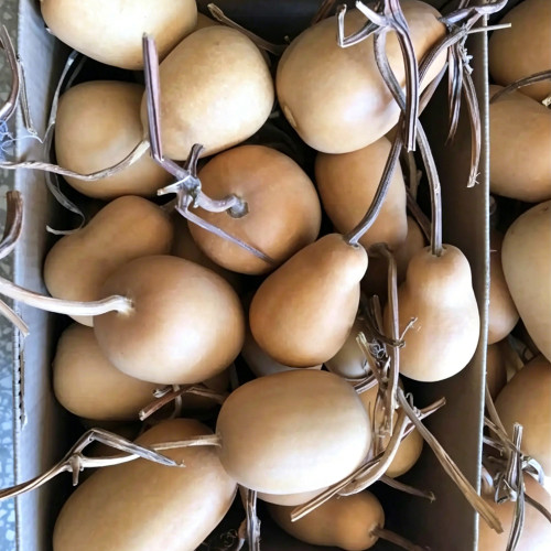 'Little Winter Melon' Gourd Seeds – Easy to Grow, Highly Adaptable, Sun-Loving, Perfect for Beginners